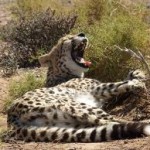 hluhluwe umfolozi game reserve